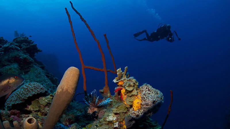 Scuba Diving Cayman Islands – some of the most beautiful sites in the world!